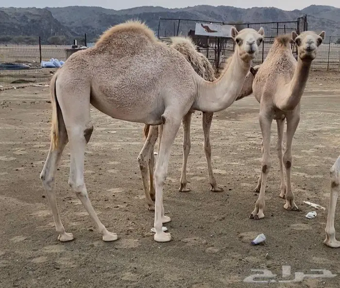 حشو هجن جهل للبيع 4