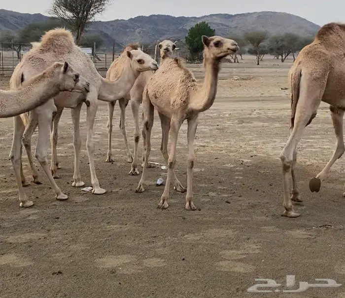 حشو هجن جهل للبيع 3