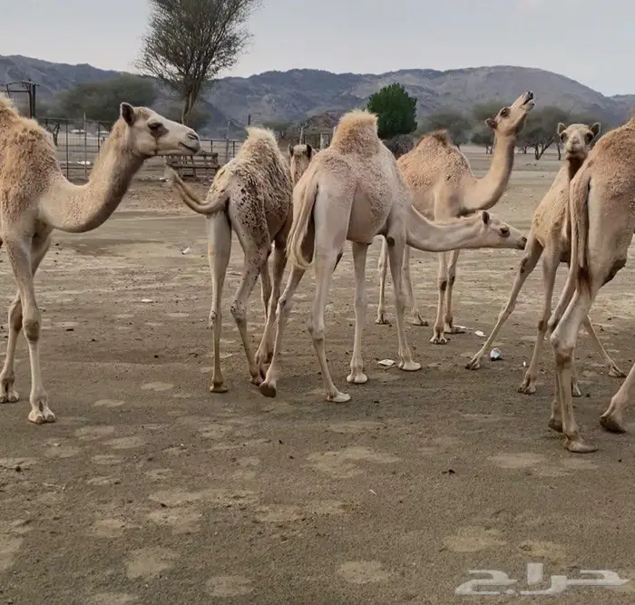 حشو هجن جهل للبيع 0