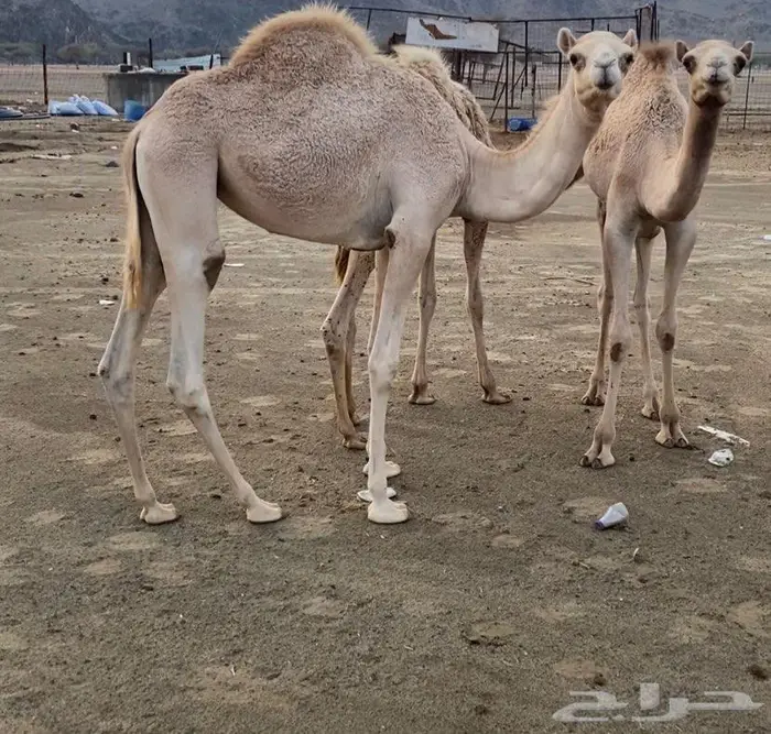 حشو هجن جهل للبيع 5