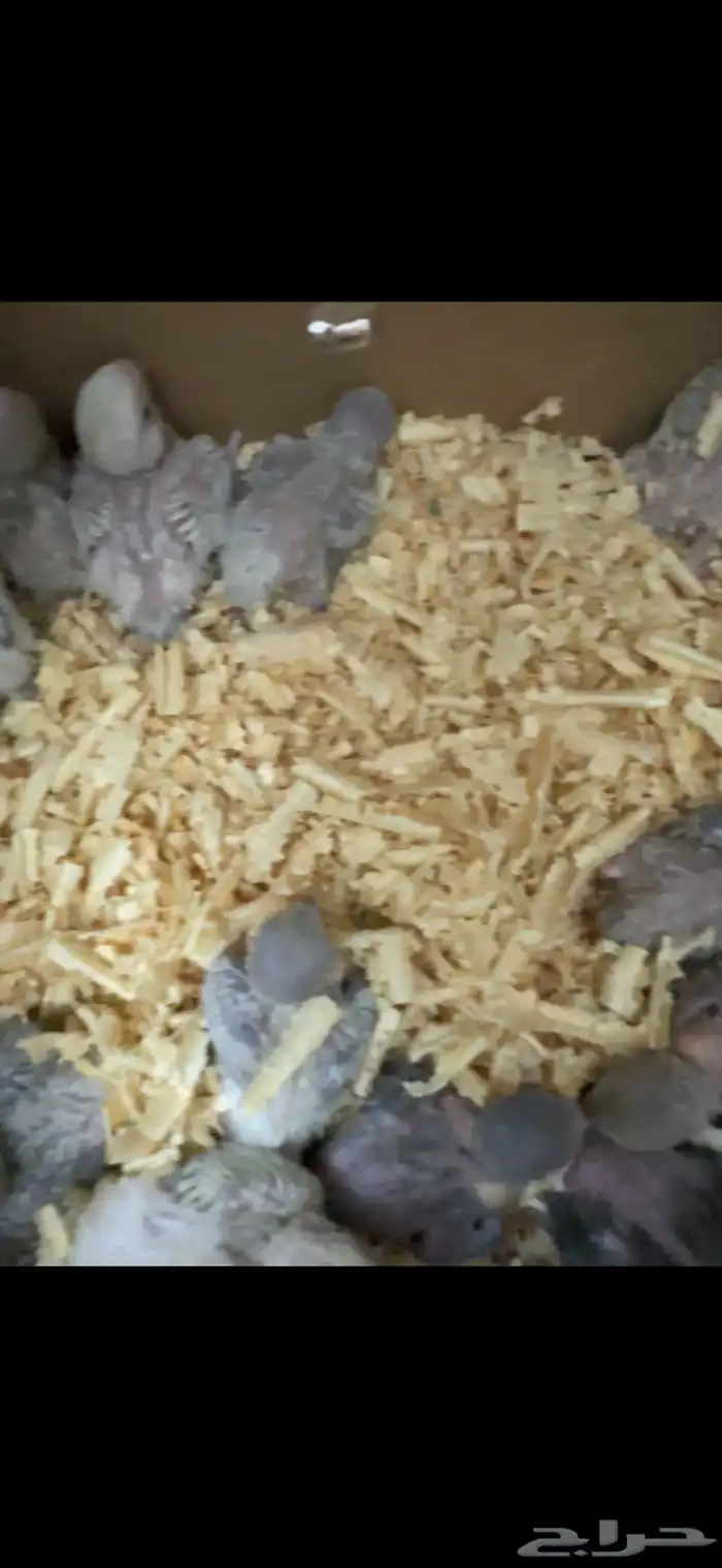 للبيع روزات غر 20 حبه ب 80 جمله 2