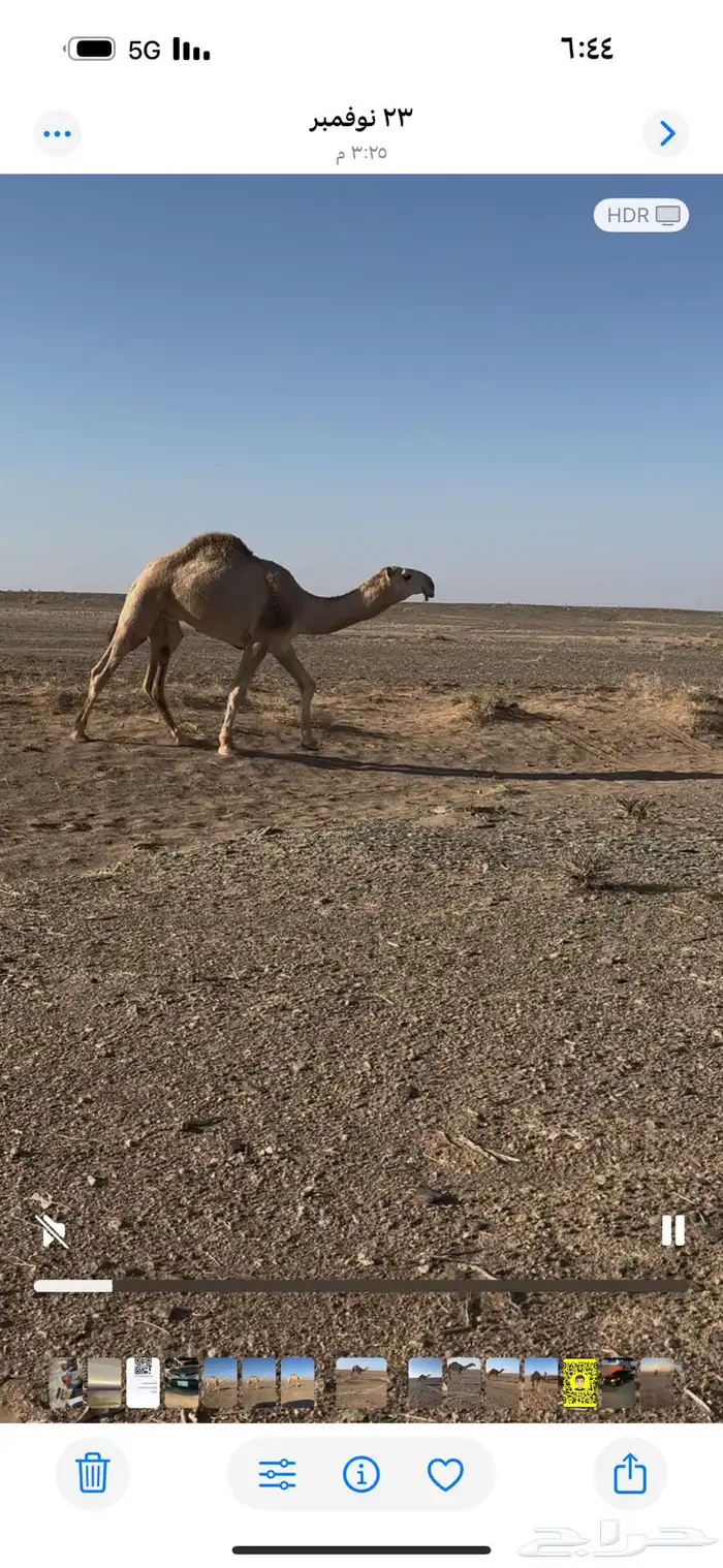 للبيع قعود كفو علياني السن حق 1