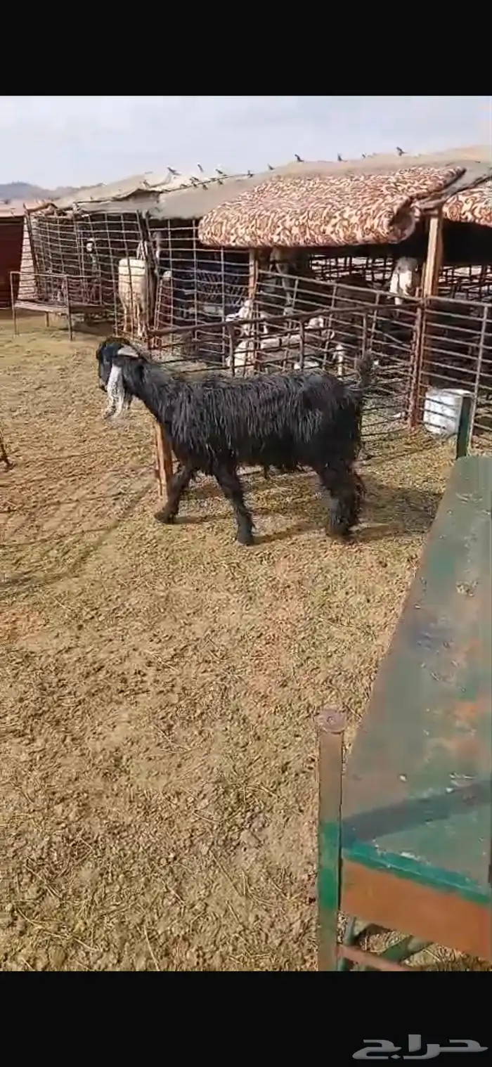 للبيع تيس ثني مشروط القريع وتيس عمره شهرين فل الفل شحم وشرط 9