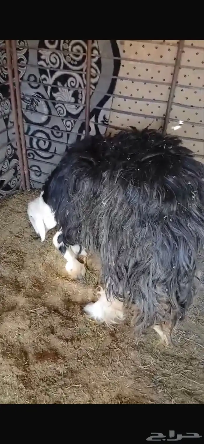 للبيع تيس ثني مشروط القريع وتيس عمره شهرين فل الفل شحم وشرط 26