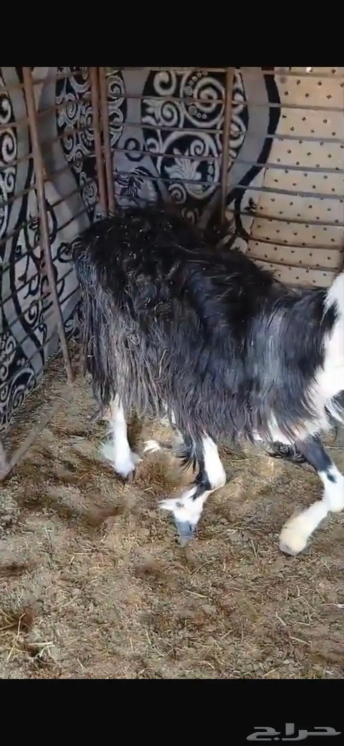 للبيع تيس ثني مشروط القريع وتيس عمره شهرين فل الفل شحم وشرط 32