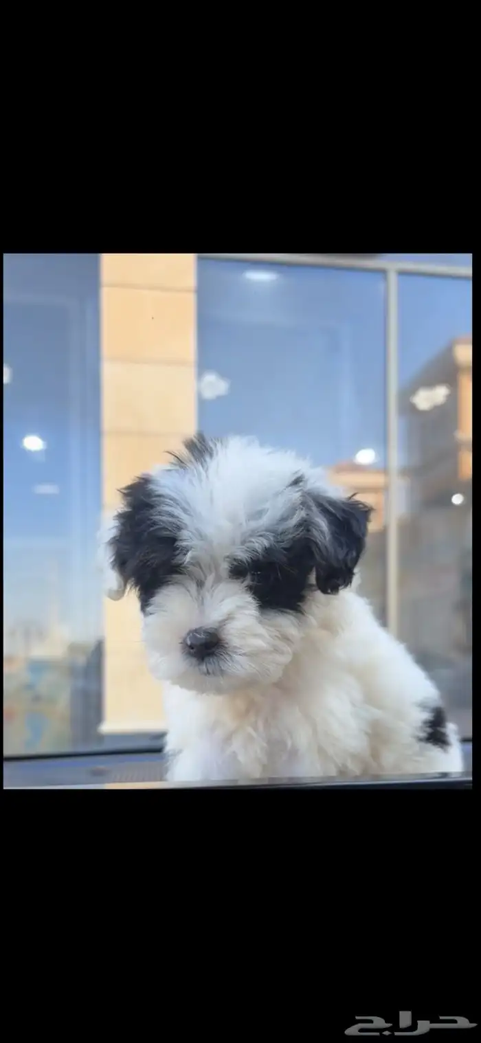 كلب ميني مالتيز للبيع 2