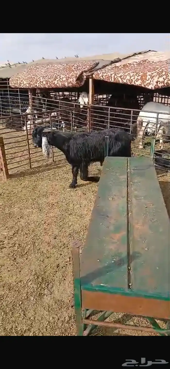 للبيع تيس ثني مشروط القريع وتيس عمره شهرين فل الفل شحم وشرط 10