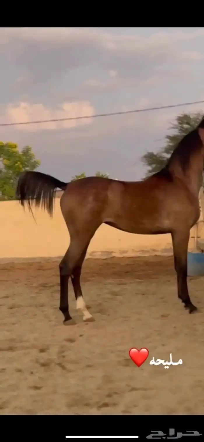 للبيع مهرة مكس خط جمال 10