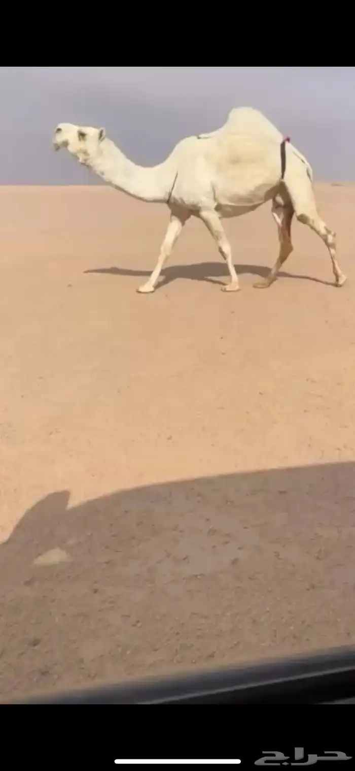 لقحه باتليه وضحا كفو لقحه على حيسوني 2