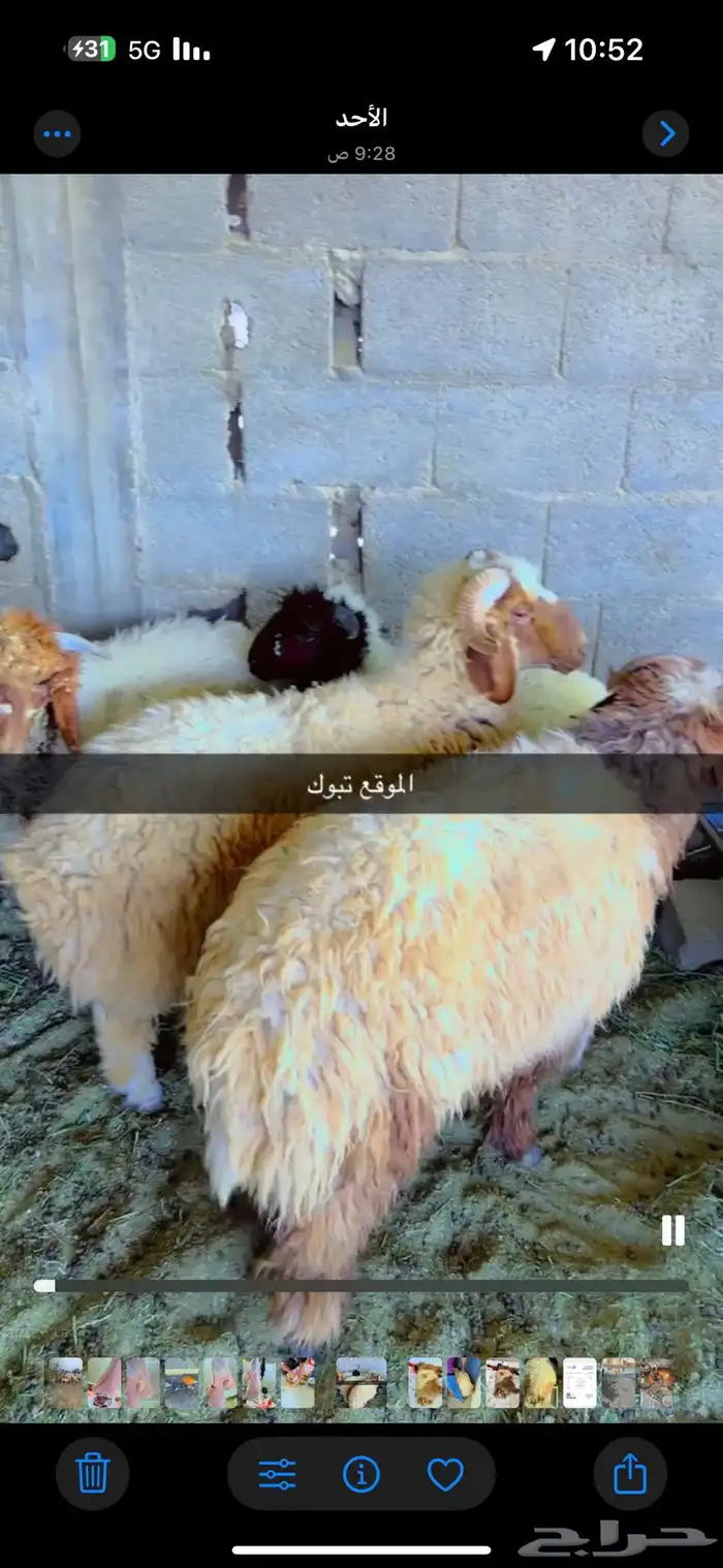 ذبايح للبيع خدمه صلخ وتوصيل 0