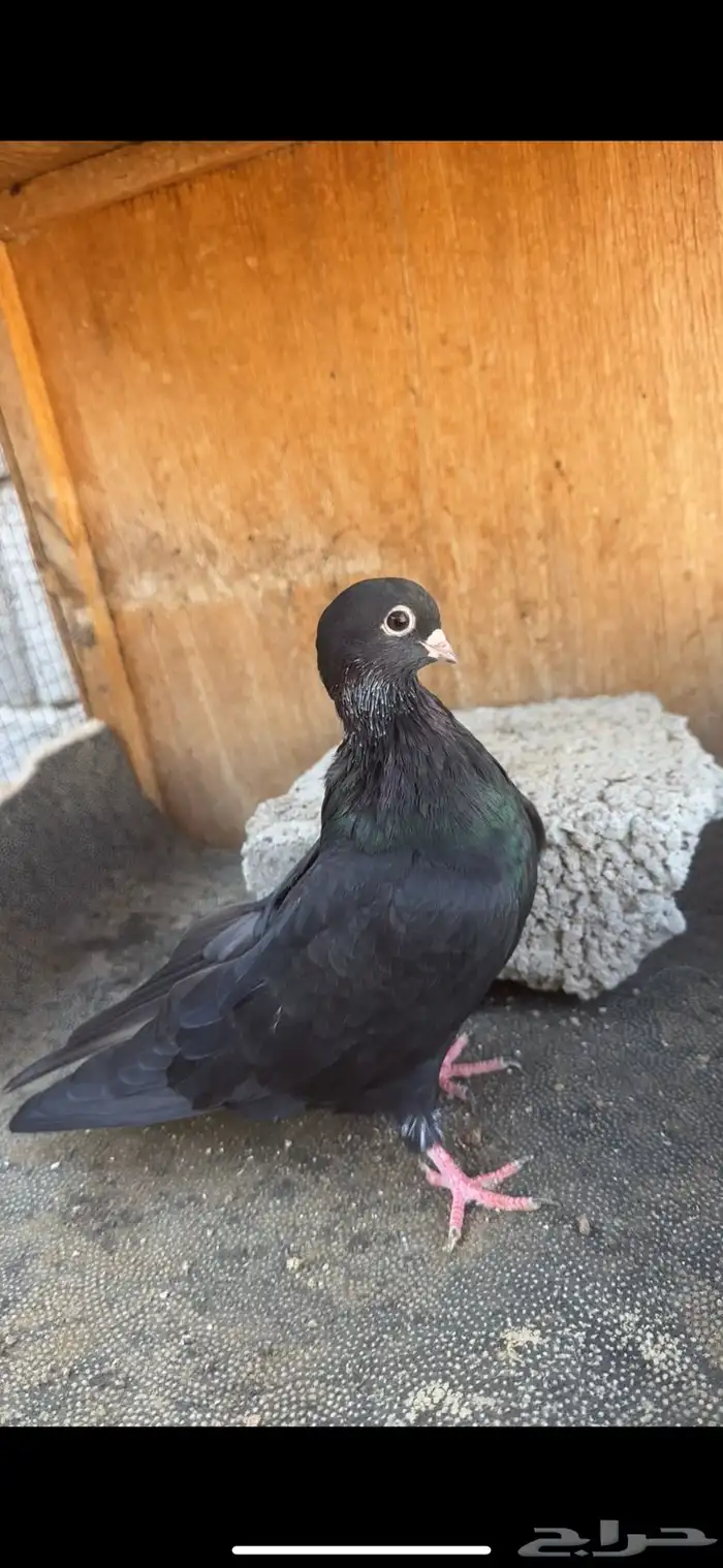 حمام قطايف 2