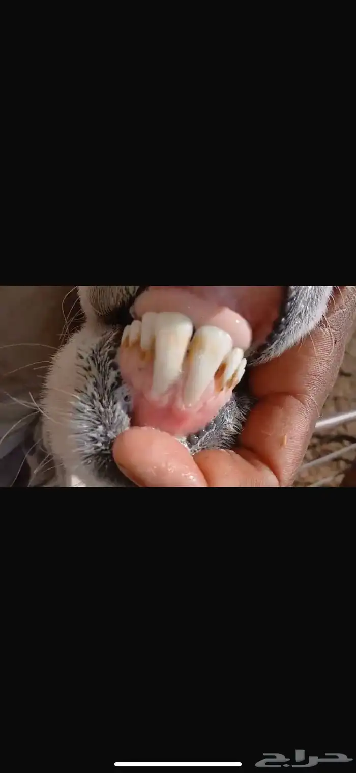 للبيع تيس ثني مشروط القريع وتيس عمره شهرين فل الفل شحم وشرط 33