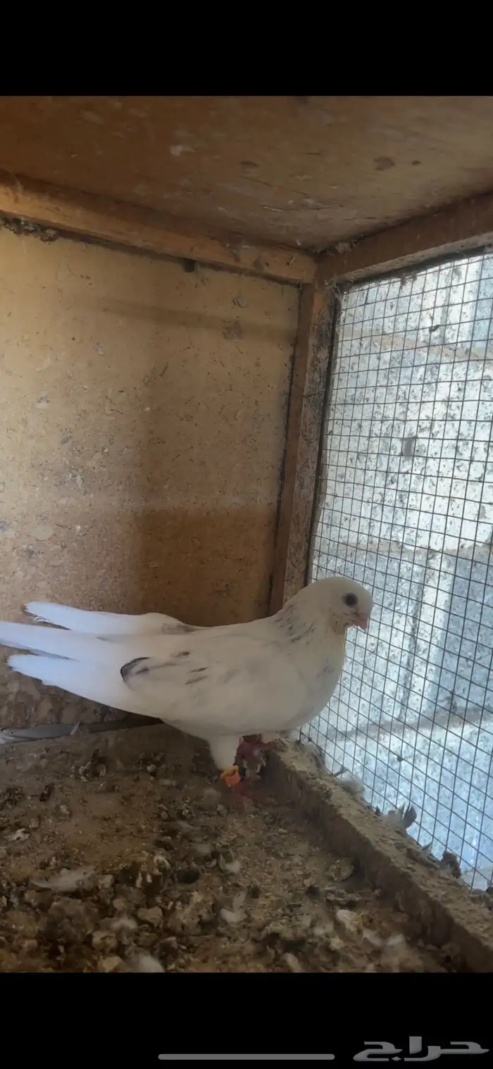 حمام قطايف 0