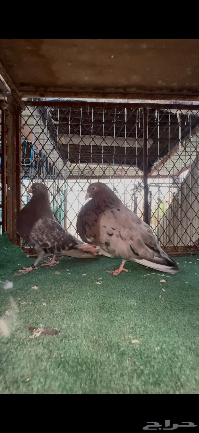 نفاخ اسباني 5