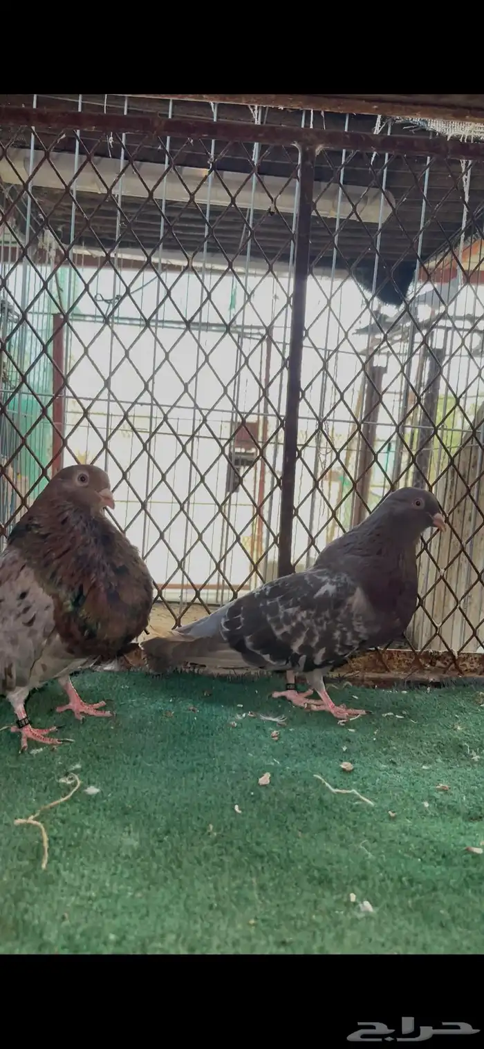 نفاخ اسباني 4