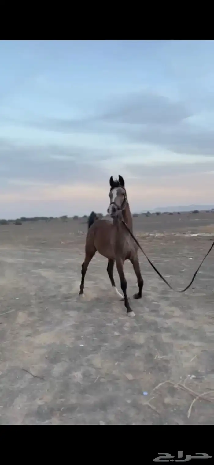 للبيع مهرة مكس خط جمال 1