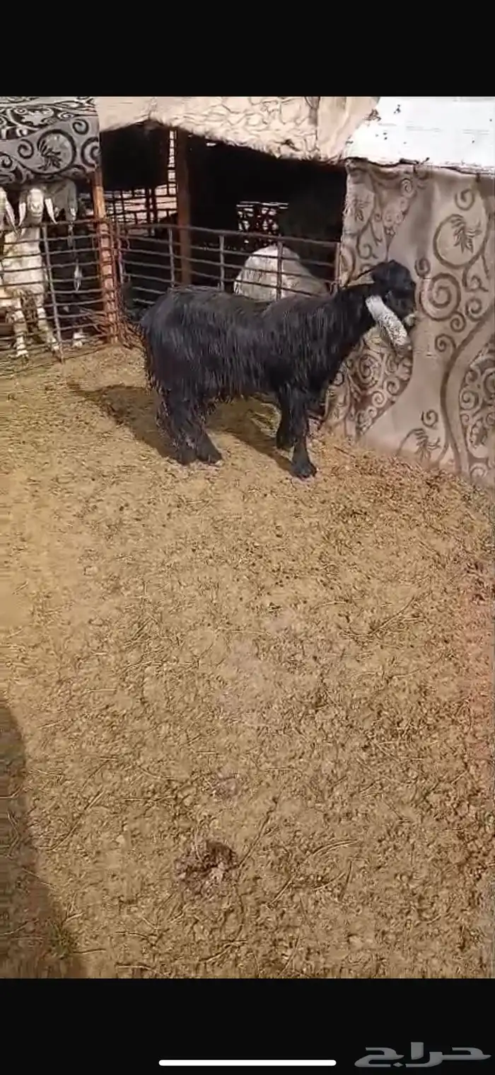 للبيع تيس ثني مشروط القريع وتيس عمره شهرين فل الفل شحم وشرط 6