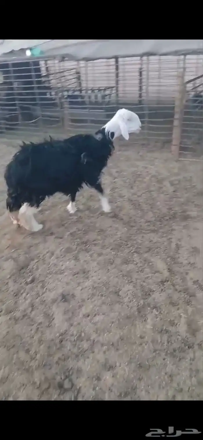 للبيع تيس ثني مشروط القريع وتيس عمره شهرين فل الفل شحم وشرط 21