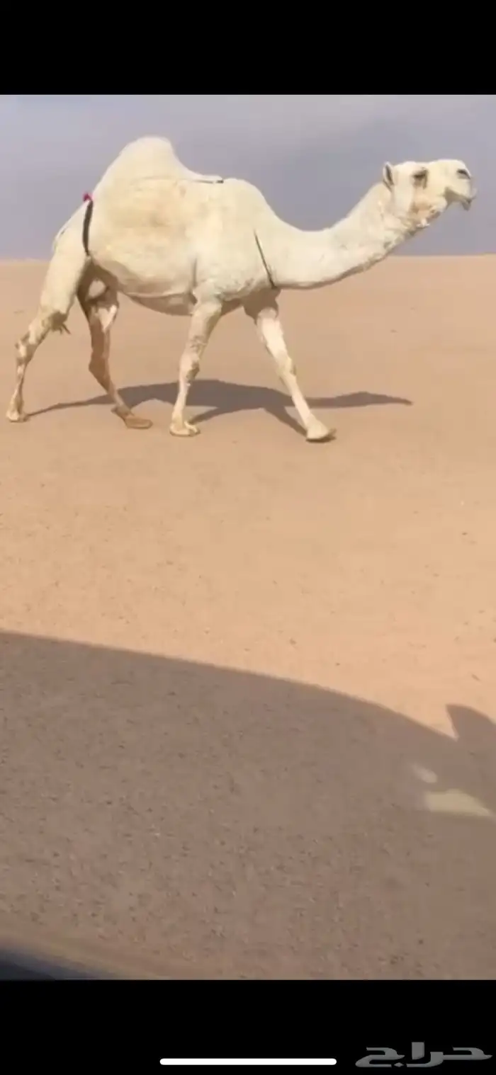 لقحه باتليه وضحا كفو لقحه على حيسوني 0