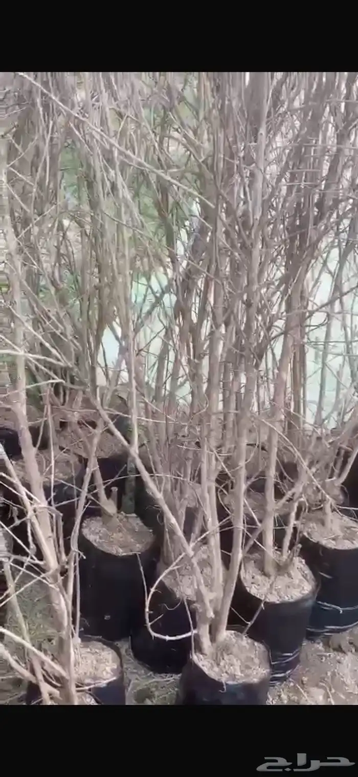 شتلات رمان فاخر 0