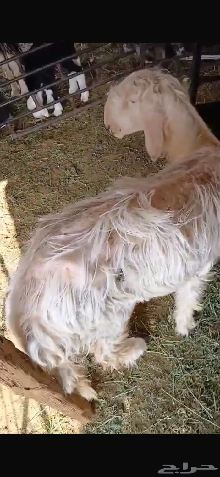 للبيع تيس ثني مشروط القريع وتيس عمره شهرين فل الفل شحم وشرط 8