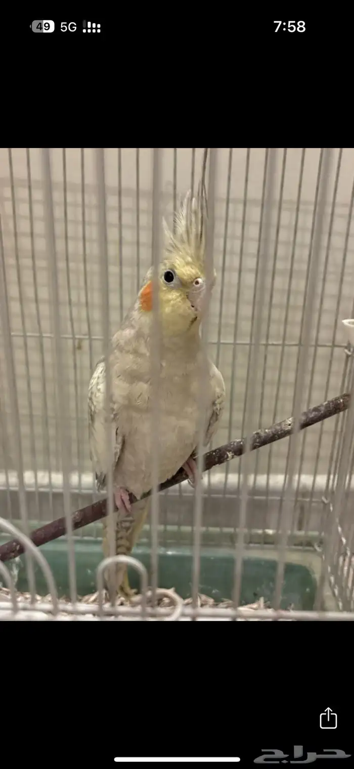 ببغاء كروان 0