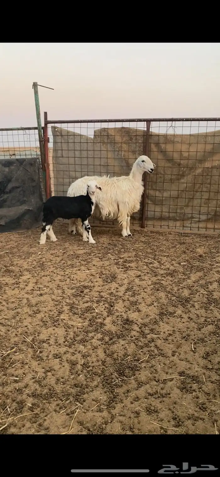 عيسيه تحتها رخل طيبه جدا 2