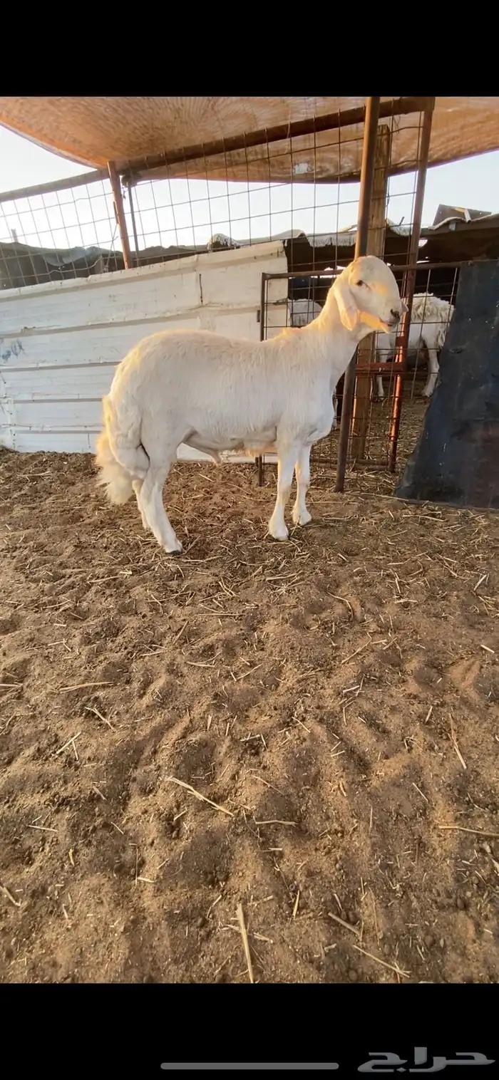 طلي حري لهواة الصنف فاخر ونادر جدا 11