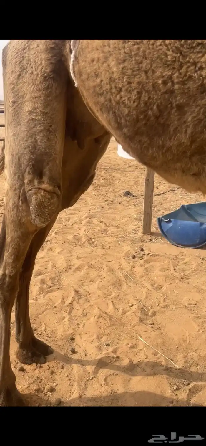 ضروبه صفرا مبيوع ولدها قعود كفو 1