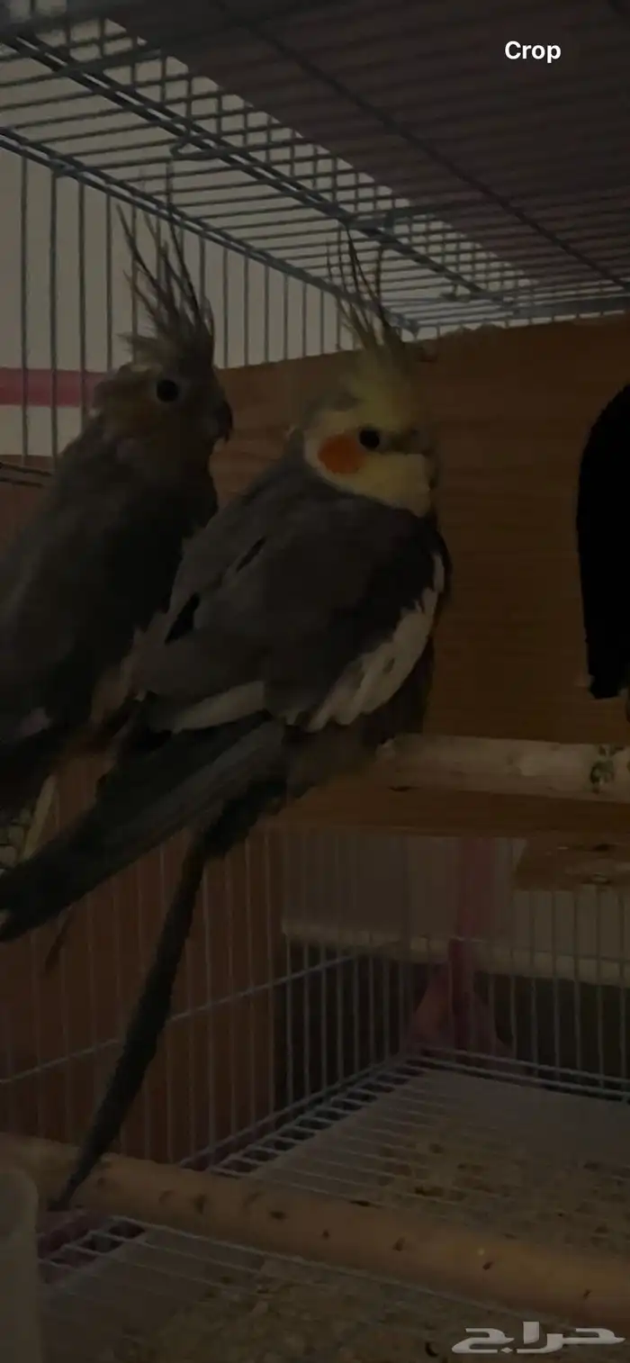 طيور كروان 3