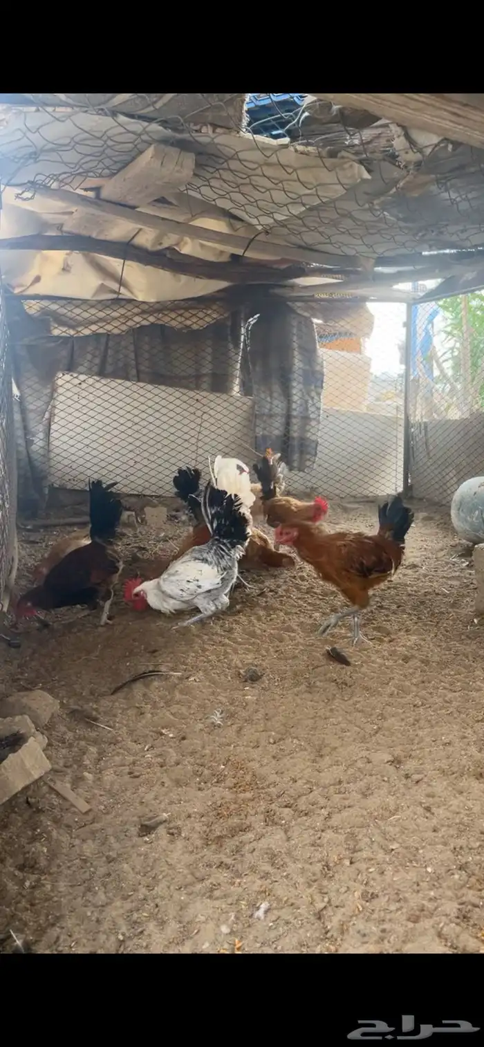 دجاج حصان للبيع 2