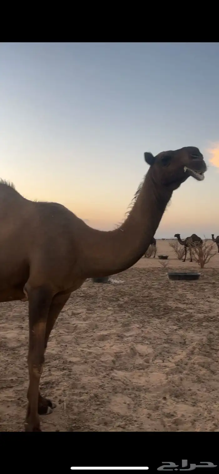 للبيع خلفه صفرا 2