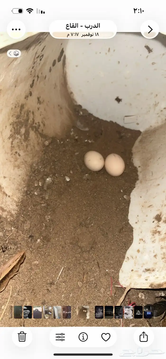 دجاج حصان للبيع 1