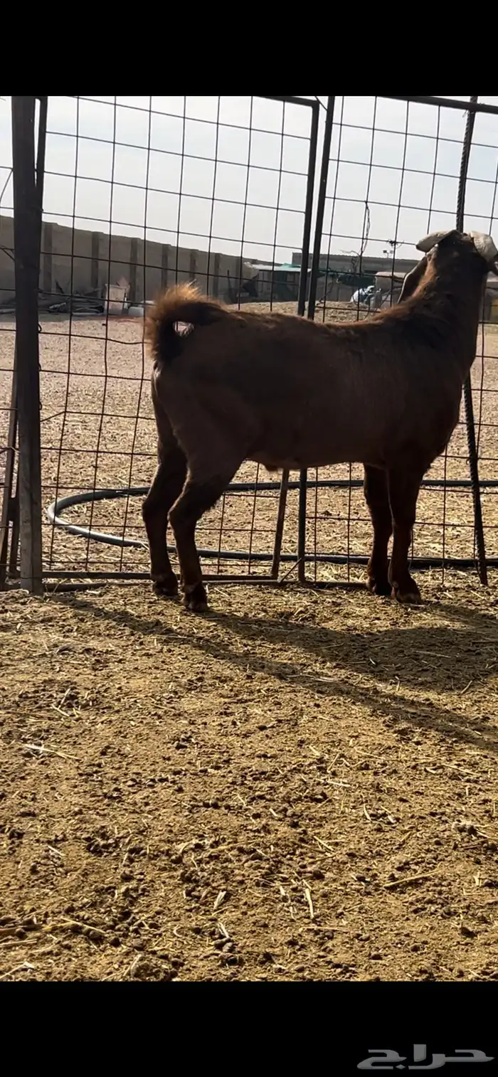 فحل تيس كنهاري 2