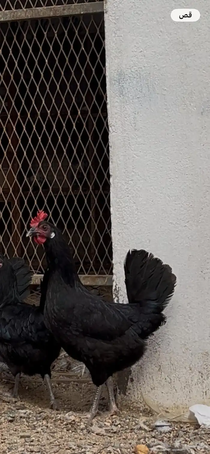 دجاج بلدي اسود صك حضان 2