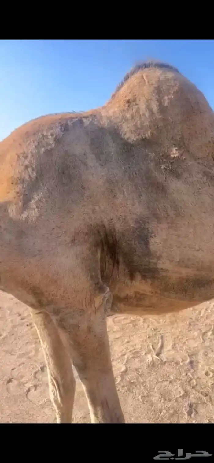 ماخض تنتج منوه القاني 0