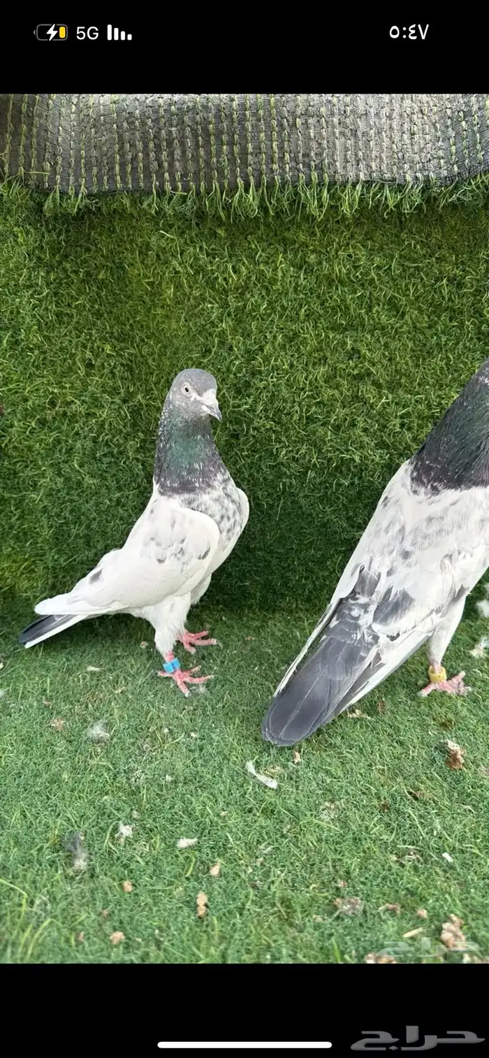 حمام بكستاني 4