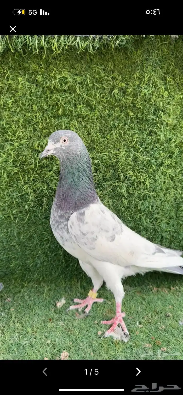 حمام بكستاني 1