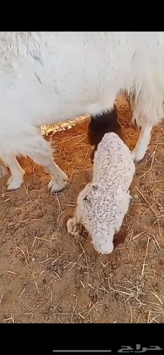 دخله نعيمية داغورة ضحية 0