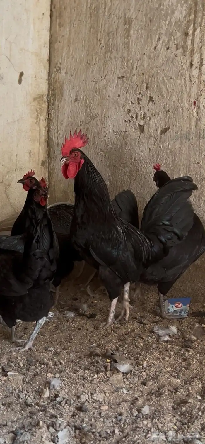 دجاج بلدي اسود صك حضان 1