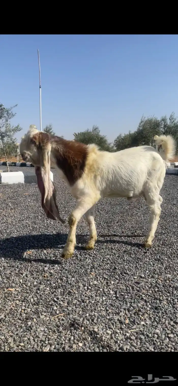 للبيع تيس هولندي فاخر 3