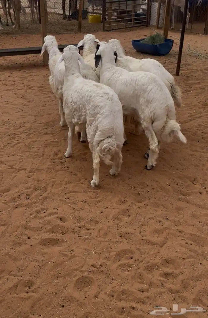 ذبايح رماح الرمحيه والمزاين 1