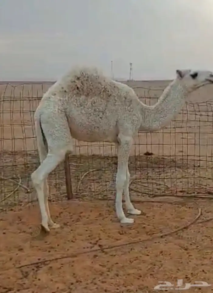 بكره مفروده للبيع 0