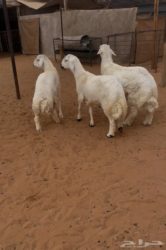 ذبايح رماح الرمحيه والمزاين 2