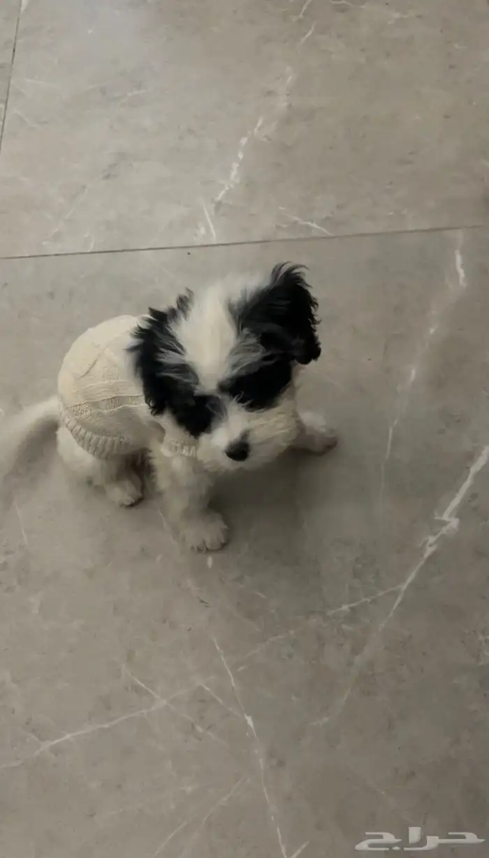كلب ميني مالتيز للبيع 0