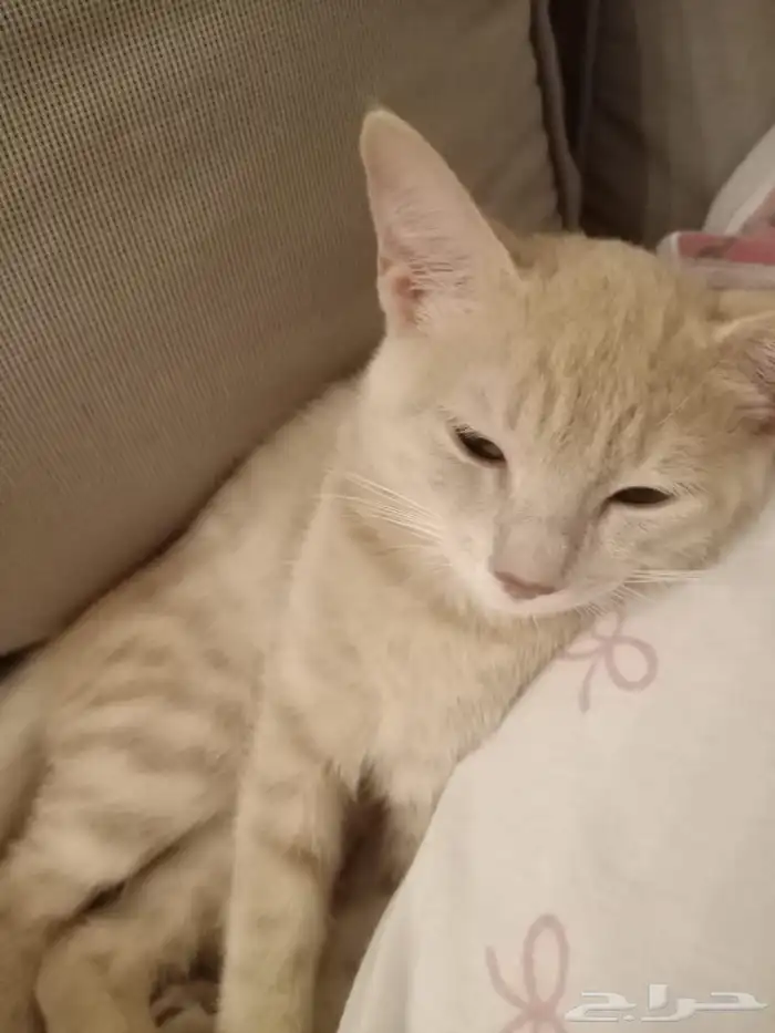 قط للتبني 7