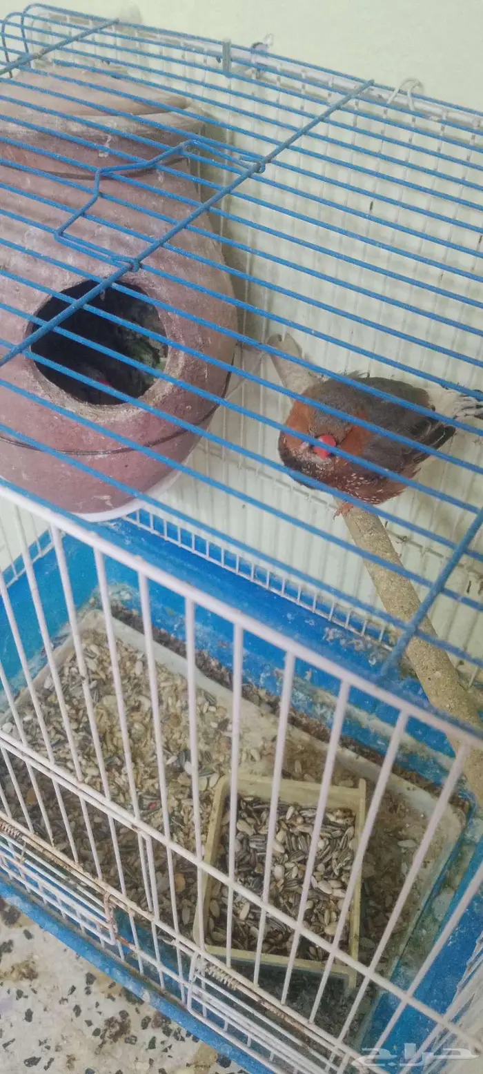 للبيع جوز كروان وجوز زيبرا انجليزي وجوز زيبرا هولندي 1