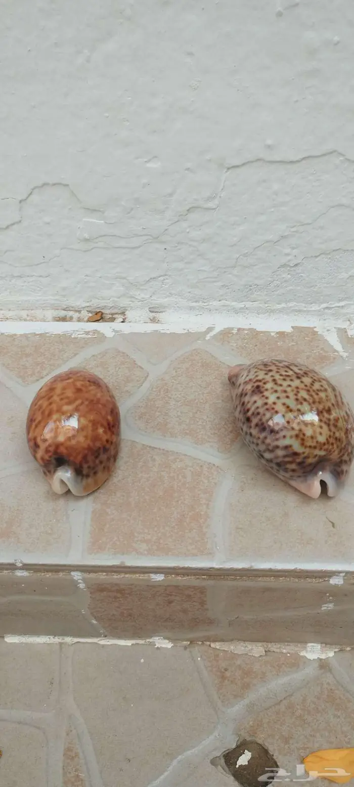 صدف البحر للبيع 1