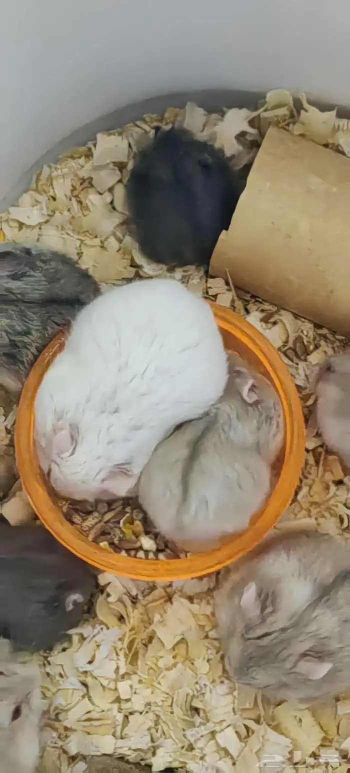 همسترات للبيع 0