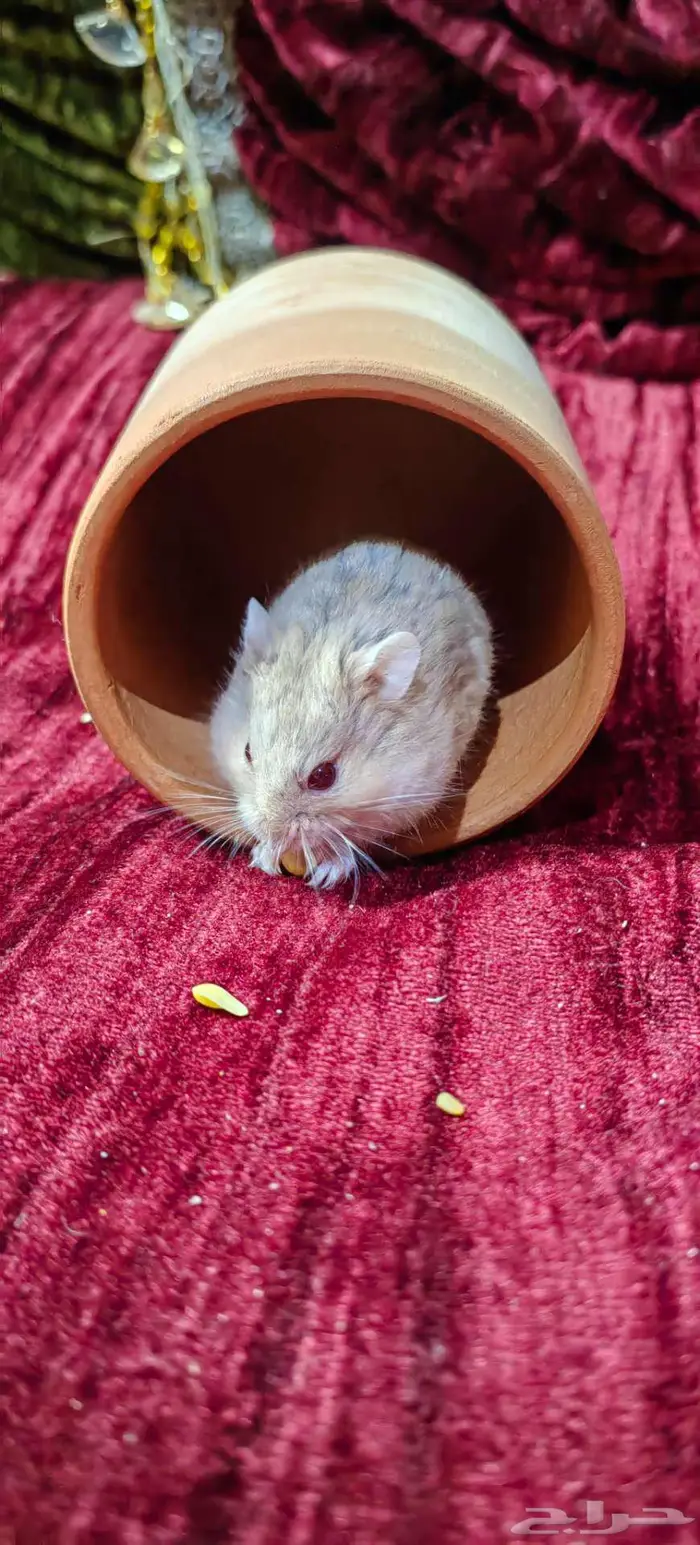 همسترات للبيع 7